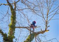 Salas Tree Service Silver Salas